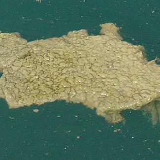 Pithophora Algae