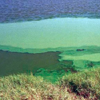 planktonic algae