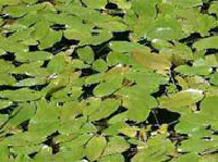 floating leaf pondweed