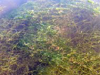 horned pondweed