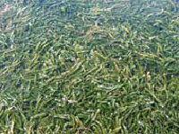 hydrilla