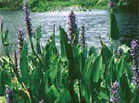 pickerelweed