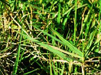 torpedo grass