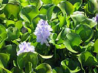 water hyacinth