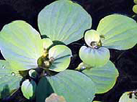 water lettuce