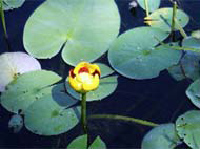 yellow water lilly